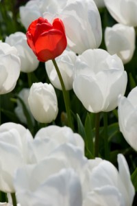 red tulip stands out among white like a top-tier ESP stands out from mid-tier